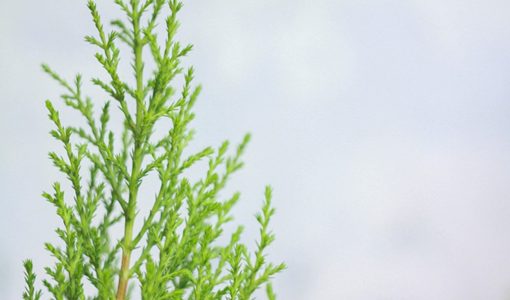 青岛老年颐养中心的服务内容有哪些