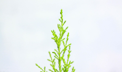 糖尿病患者康复期家庭照护要点：糖控与康复无缝衔接